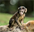 a dead monkey